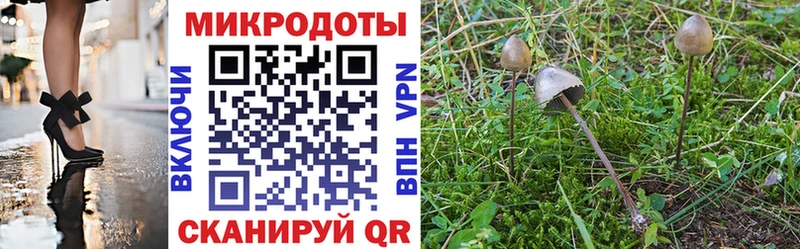 Купить где  Гусь-Хрустальный  Псилоцибиновые грибы Psilocybine cubensis 